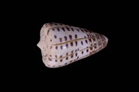 藏品(黑星芋螺)的圖片